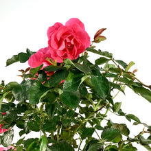 Load image into Gallery viewer, Rose, 2 gal, Aurora Borealis™ - Floral Acres Greenhouse &amp; Garden Centre
