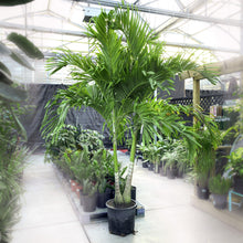 Load image into Gallery viewer, Palm, 17in, Adonidia - Floral Acres Greenhouse &amp; Garden Centre
