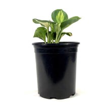 Load image into Gallery viewer, Hosta, 1 gal, Dream Weaver
