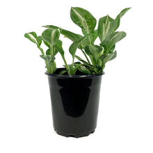 Load image into Gallery viewer, Hosta, 1 gal, Snake Eyes
