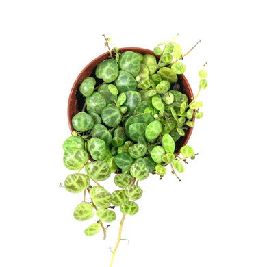 String of Turtles, 3in, Peperomia Prostrata - Floral Acres Greenhouse & Garden Centre
