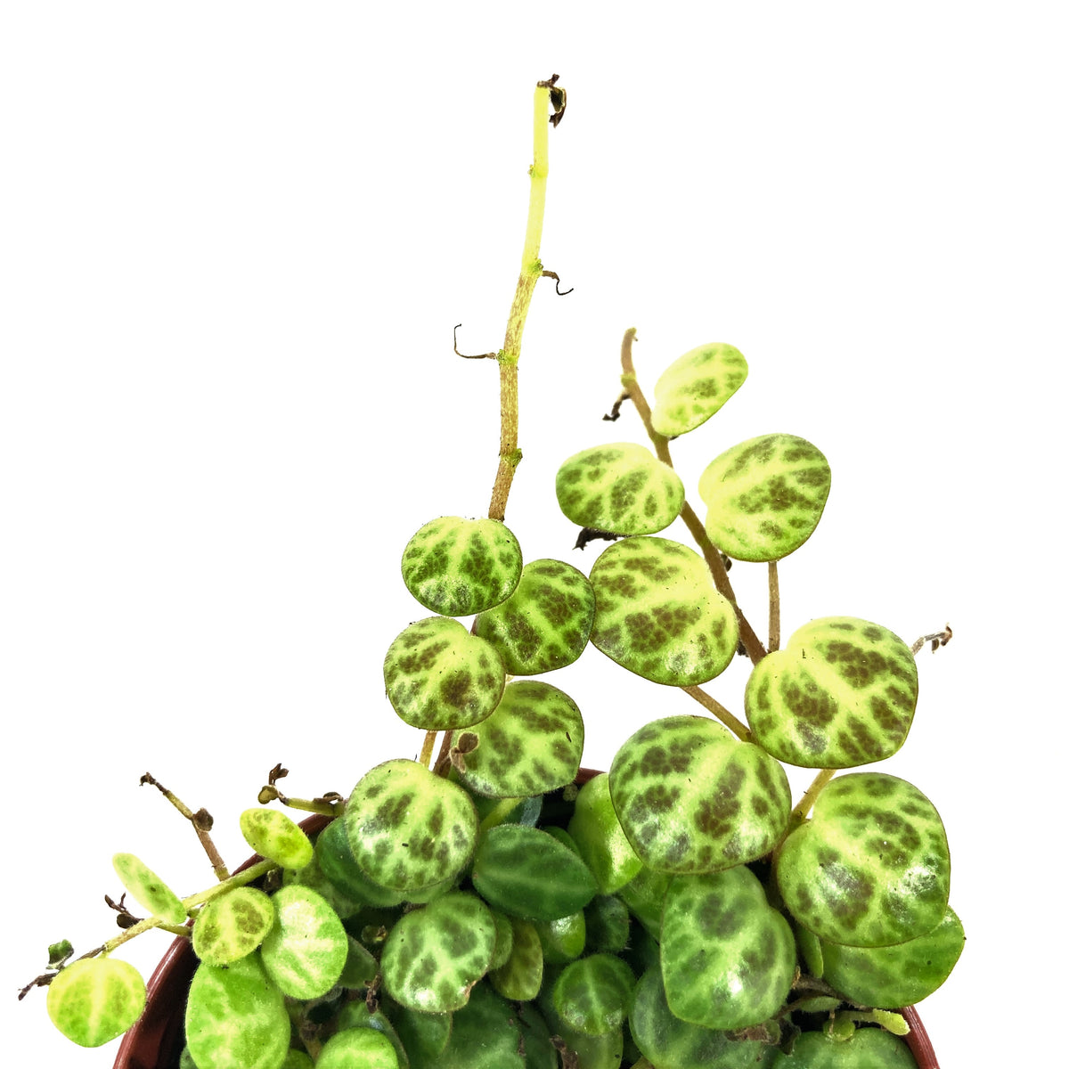 String of Turtles, 3in, Peperomia Prostrata - Floral Acres Greenhouse & Garden Centre