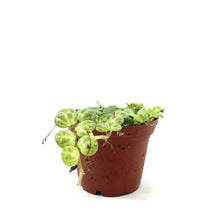 Load image into Gallery viewer, String of Turtles, 3in, Peperomia Prostrata - Floral Acres Greenhouse &amp; Garden Centre
