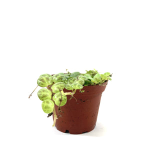 String of Turtles, 3in, Peperomia Prostrata - Floral Acres Greenhouse & Garden Centre