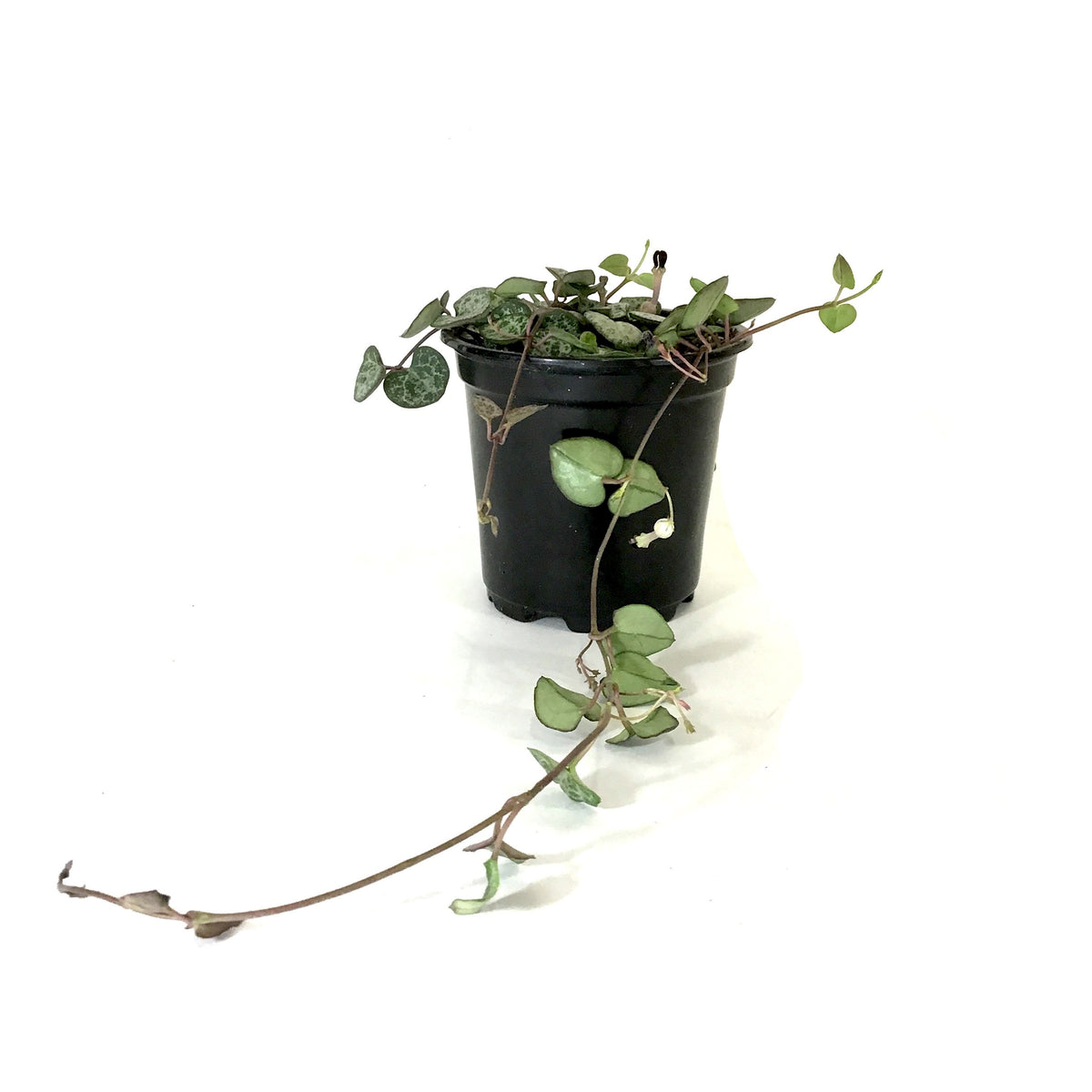 String of Hearts, 4in, Ceropegia woodii - Floral Acres Greenhouse & Garden Centre
