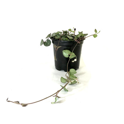 String of Hearts, 4in, Ceropegia woodii - Floral Acres Greenhouse & Garden Centre