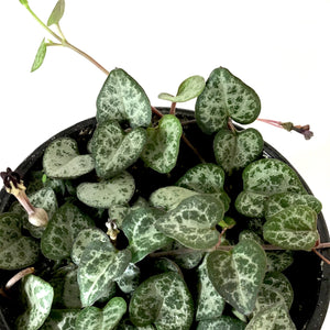 String of Hearts, 4in, Ceropegia woodii - Floral Acres Greenhouse & Garden Centre