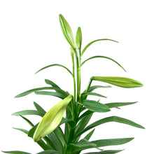 Load image into Gallery viewer, Easter Lily, 6in, with Pot Cover - Floral Acres Greenhouse &amp; Garden Centre
