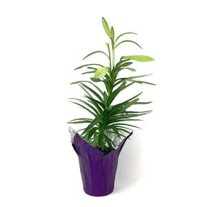 Easter Lily, 6in, with Pot Cover - Floral Acres Greenhouse & Garden Centre