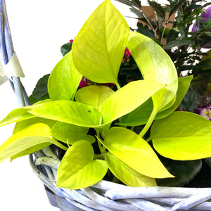 Easter Planter, 8in Basket, Assorted Varieties - Floral Acres Greenhouse & Garden Centre
