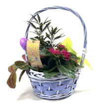 Load image into Gallery viewer, Easter Planter, 8in Basket, Assorted Varieties - Floral Acres Greenhouse &amp; Garden Centre
