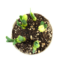 Load image into Gallery viewer, Daffodil, 6in, Bridal Crown - Floral Acres Greenhouse &amp; Garden Centre
