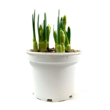Load image into Gallery viewer, Daffodil, 6in, Bridal Crown - Floral Acres Greenhouse &amp; Garden Centre
