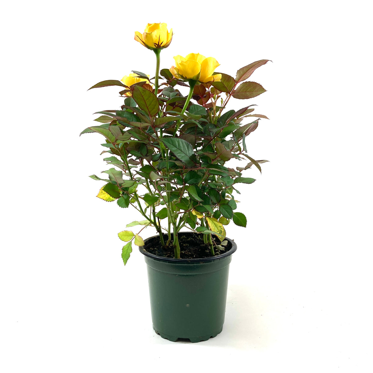 Pot Rose, 4in, Assorted Colours - Floral Acres Greenhouse & Garden Centre