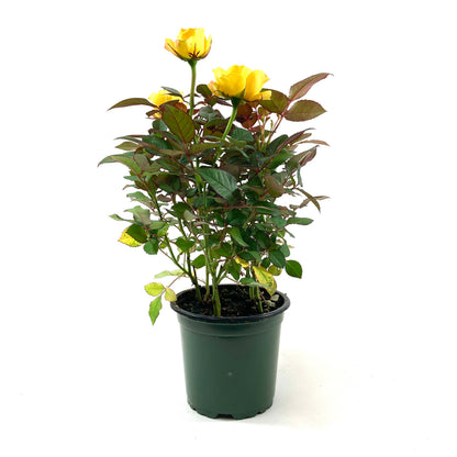 Pot Rose, 4in, Assorted Colours - Floral Acres Greenhouse & Garden Centre