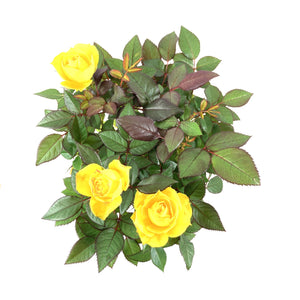 Pot Rose, 4in, Assorted Colours - Floral Acres Greenhouse & Garden Centre