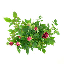 Load image into Gallery viewer, Pot Rose, 4in, Assorted Colours - Floral Acres Greenhouse &amp; Garden Centre
