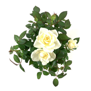 Pot Rose, 4in, Assorted Colours - Floral Acres Greenhouse & Garden Centre