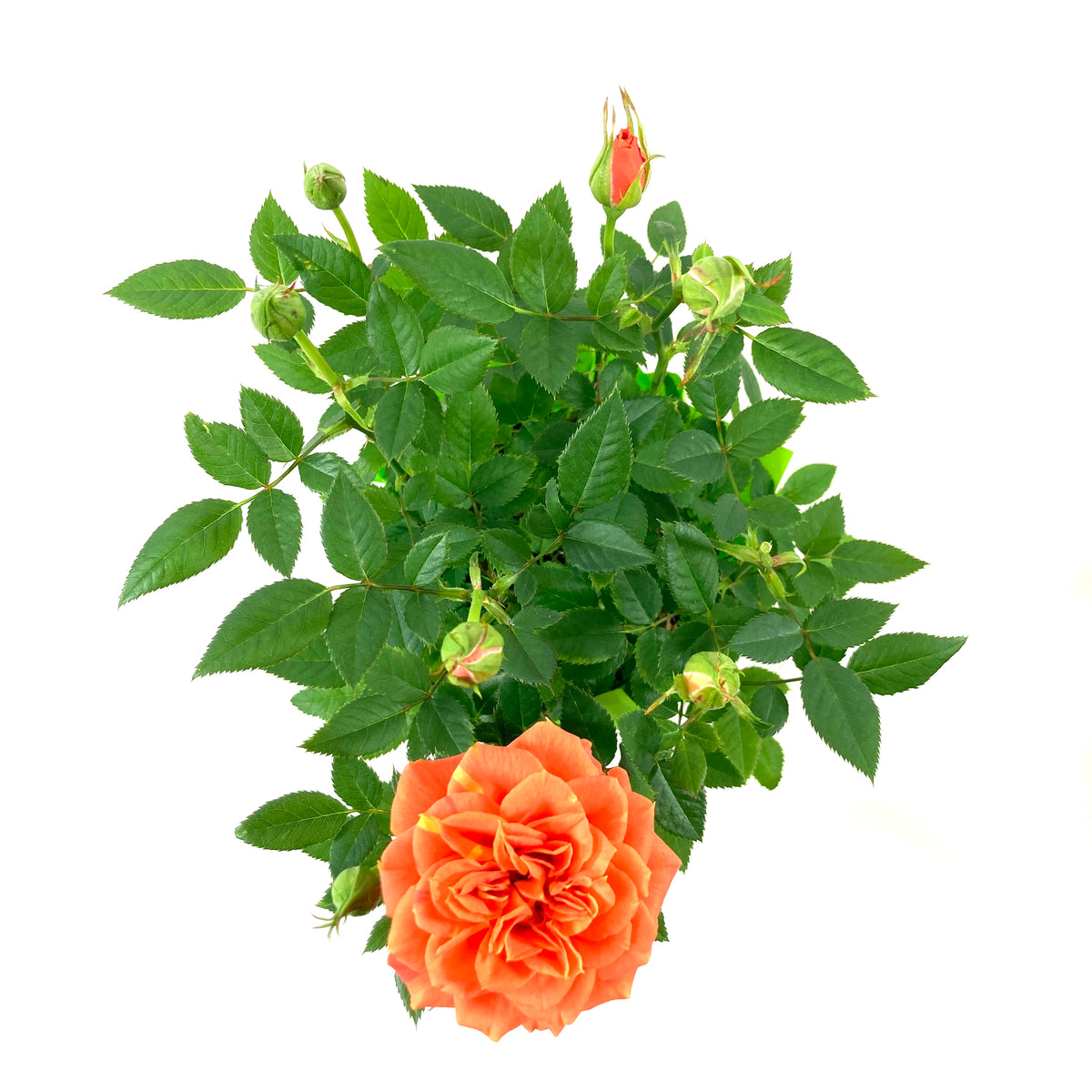 Pot Rose, 4in, Assorted Colours - Floral Acres Greenhouse & Garden Centre