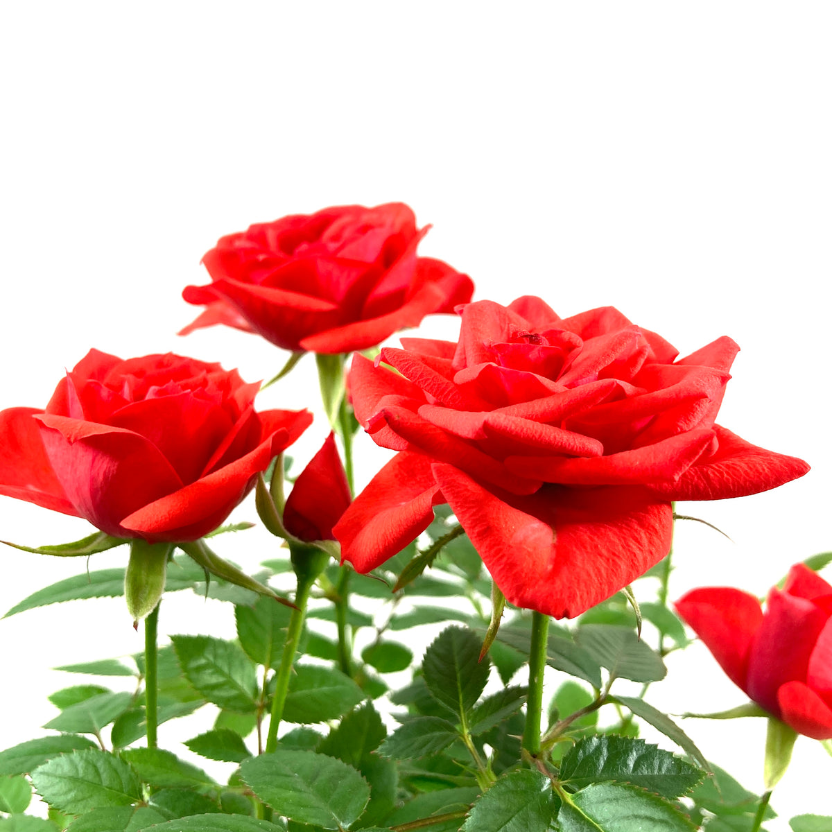 Pot Rose, 4in, Assorted Colours - Floral Acres Greenhouse & Garden Centre