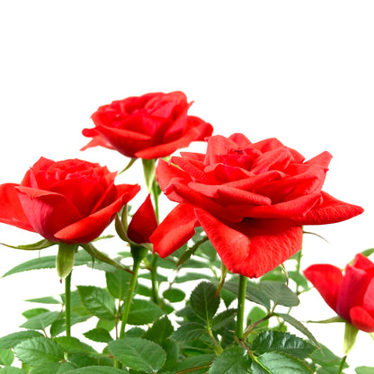 Pot Rose, 4in, Assorted Colours - Floral Acres Greenhouse & Garden Centre