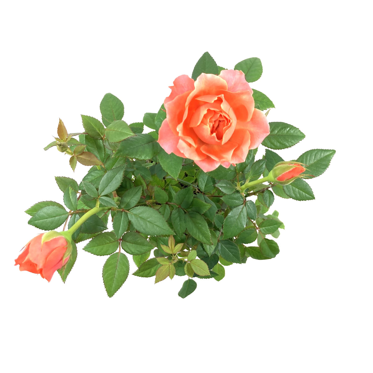 Pot Rose, 4in, Assorted Colours - Floral Acres Greenhouse & Garden Centre