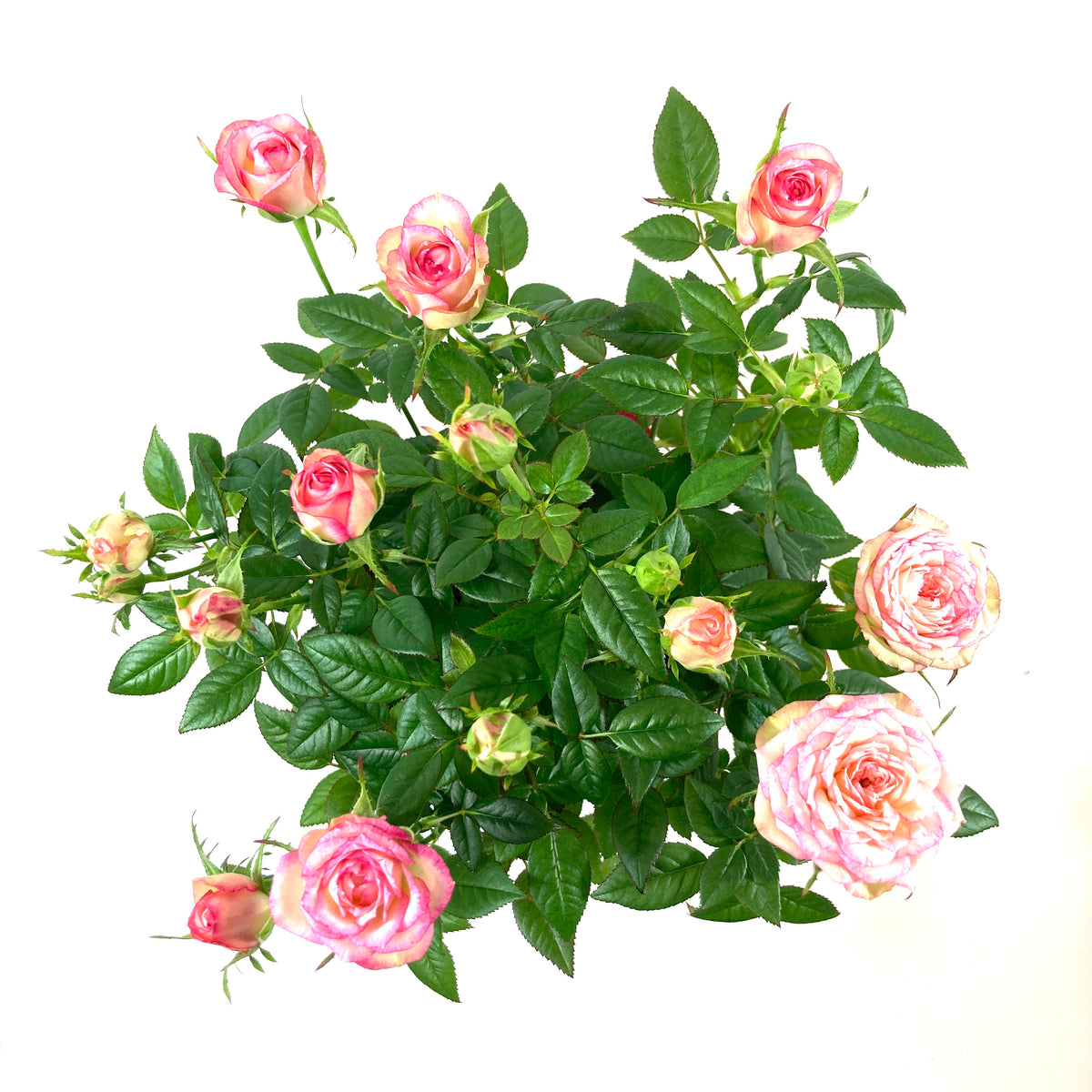 Pot Rose, 4in, Assorted Colours - Floral Acres Greenhouse & Garden Centre