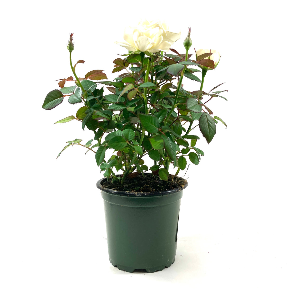 Pot Rose, 4in, Assorted Colours - Floral Acres Greenhouse & Garden Centre