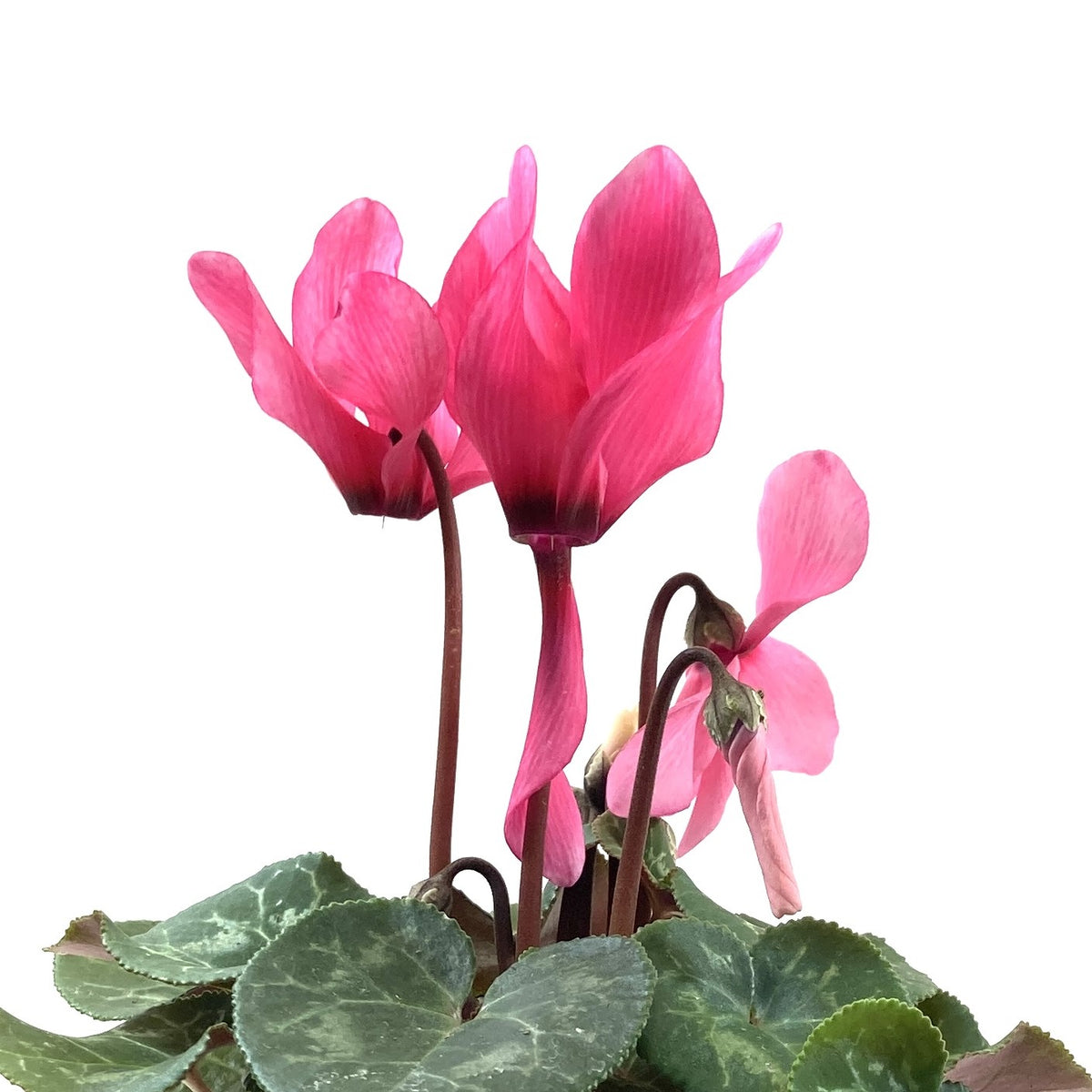 Cyclamen, 4in, Persicum - Floral Acres Greenhouse & Garden Centre