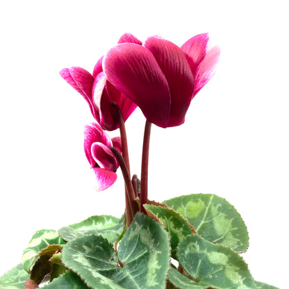 Cyclamen, 4in, Persicum - Floral Acres Greenhouse & Garden Centre