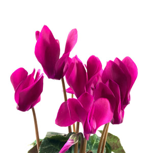 Cyclamen, 4in, Persicum - Floral Acres Greenhouse & Garden Centre