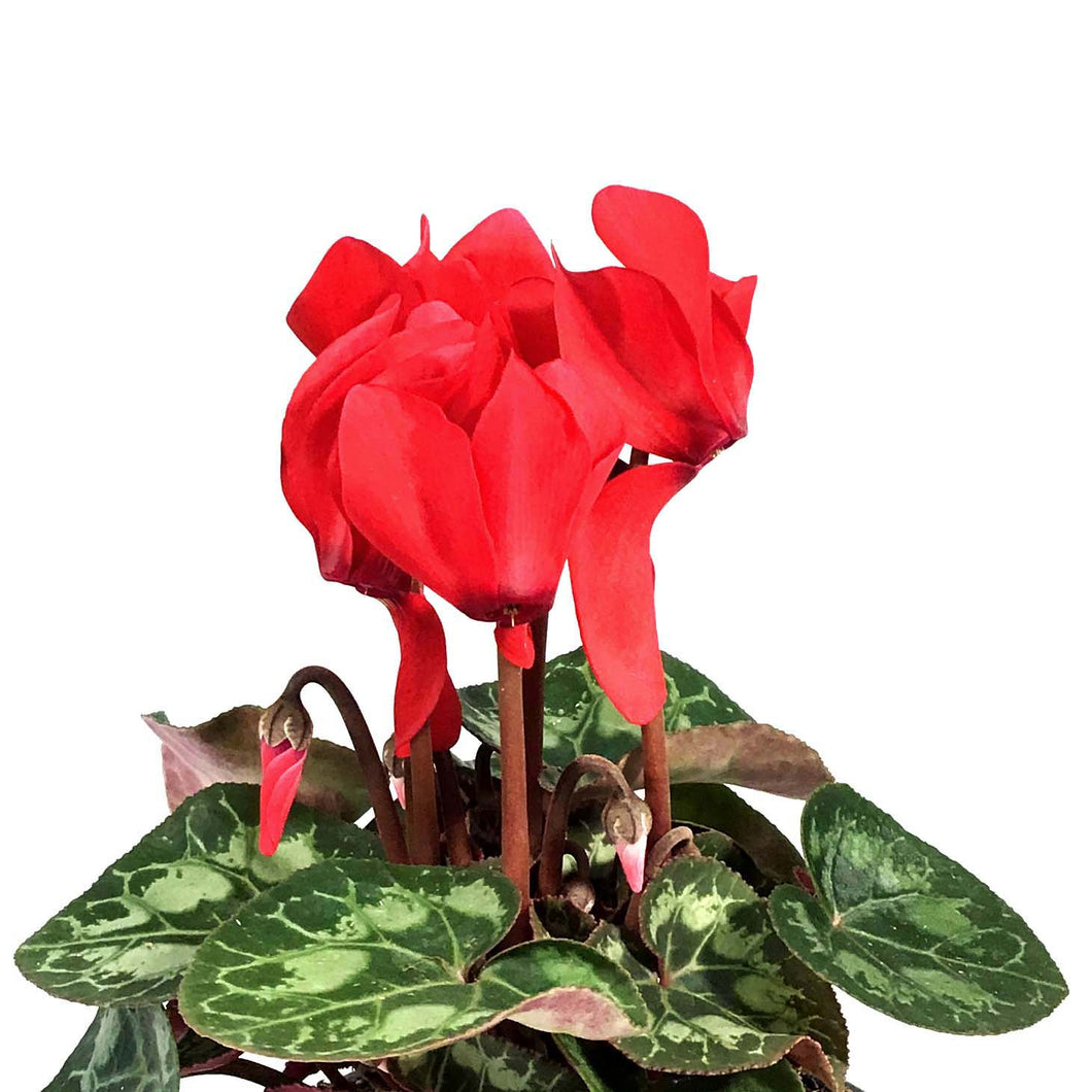 Cyclamen, 4in, Persicum