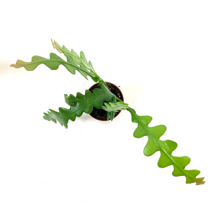 Fishbone Cactus, 2.5in - Floral Acres Greenhouse & Garden Centre