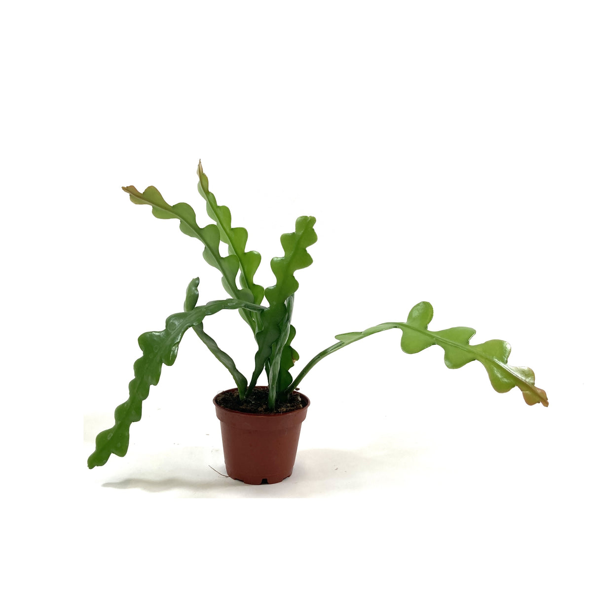 Fishbone Cactus, 2.5in - Floral Acres Greenhouse & Garden Centre