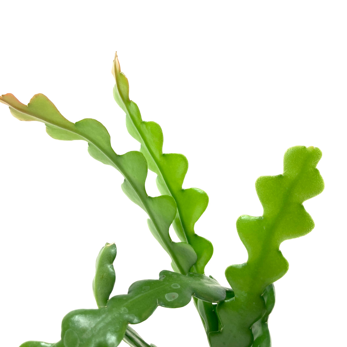 Fishbone Cactus, 2.5in - Floral Acres Greenhouse & Garden Centre