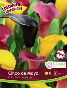 Calla Lily - Cinco de Mayo Bulbs, 3pk - Floral Acres Greenhouse & Garden Centre
