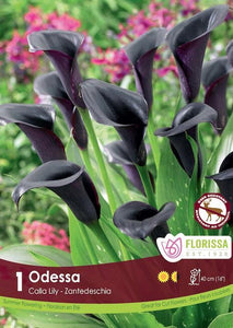 Calla Lily - Odessa Bulbs, 1pk - Floral Acres Greenhouse & Garden Centre