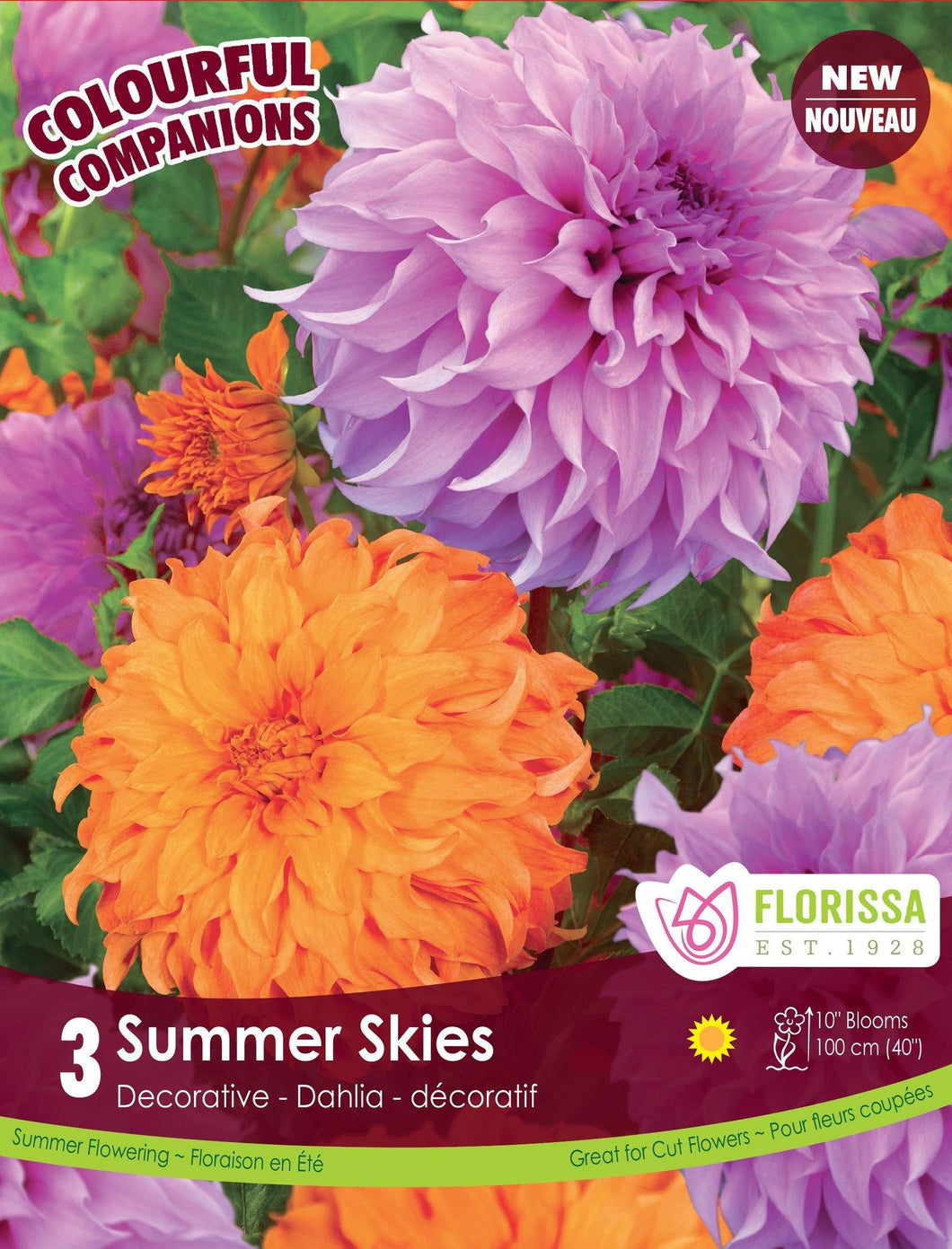 Dahlia, Decorative - Summer Skies Bulbs, 3pk - Floral Acres Greenhouse & Garden Centre