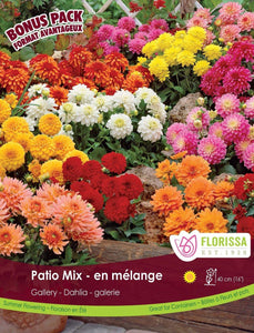 Dahlia, Gallery - Patio Mix Bulbs, 4pk - Floral Acres Greenhouse & Garden Centre
