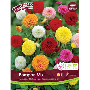 pompon dahlia seeds Dahlia, Pompon