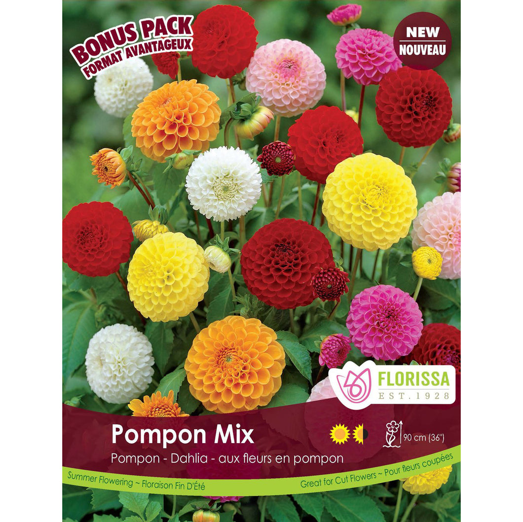 Dahlia, Pompon - Pompon Mix Bulbs, 4pk