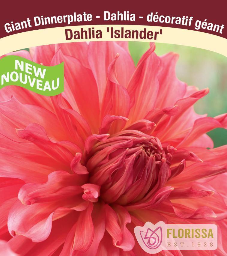 Dahlia, Dinnerplate - Islander Bulbs, 1pk - Floral Acres Greenhouse & Garden Centre
