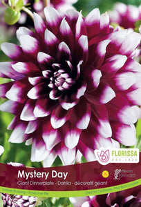 Dahlia, Dinnerplate - Mystery Day Bulbs, 1pk - Floral Acres Greenhouse & Garden Centre