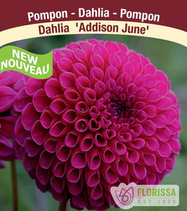 Dahlia, Pompon - Addison June Bulbs, 1pk - Floral Acres Greenhouse & Garden Centre