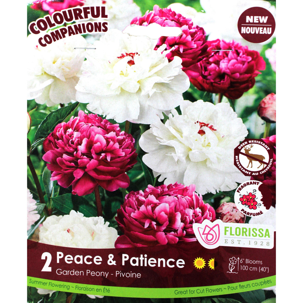 Peony - Peace & Patience Bulbs, 2pk - Floral Acres Greenhouse & Garden Centre