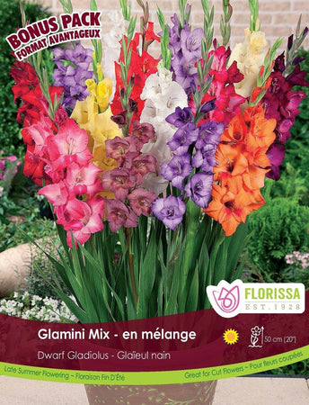 Gladiolus, Dwarf - Glamini Mix Bulbs, 15 Pack - Floral Acres Greenhouse & Garden Centre