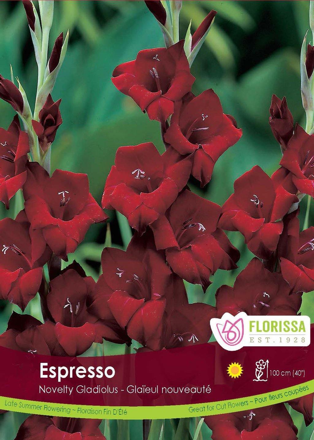 Gladiolus, Novelty - Espresso Bulbs, 8 Pack - Floral Acres Greenhouse & Garden Centre