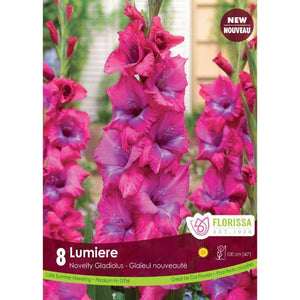 Gladiolus, Novelty - Lumiere Bulbs, 8 Pack - Floral Acres Greenhouse & Garden Centre