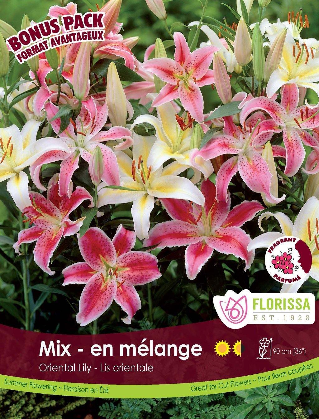 Lily, Oriental - Mix Bulbs, 5 Pack - Floral Acres Greenhouse & Garden Centre