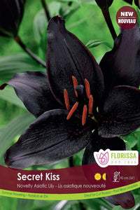 Lily, Asiatic - Secret Kiss Bulbs, 3 Pack - Floral Acres Greenhouse & Garden Centre